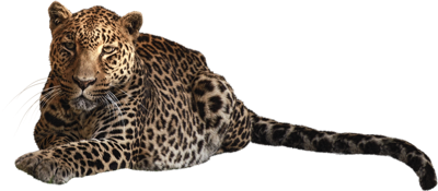 属虎双鱼座男生性格，属虎的双鱼座男生运势如何？