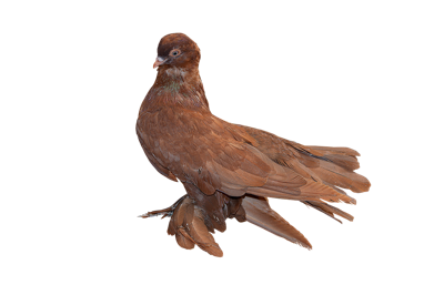 铜公鸡风水学，铜公鸡在风水中的五行运势解析