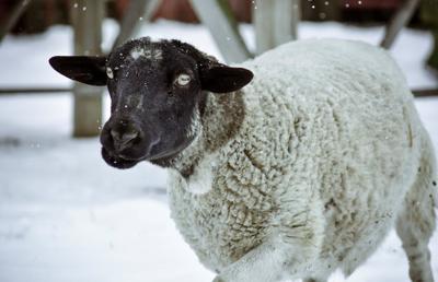 属羊的农历1月出生好不好？属羊农历一月份出生的命运