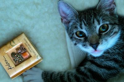 布偶猫好听的名字推荐，布偶猫独特可爱的名字