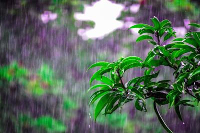 家里种植攀藤植物影响风水吗，种植攀藤植物对家居风水有哪些影响