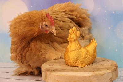 属鸡的生肖配对，属鸡人的最佳星座婚配