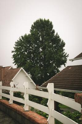 屋后适合栽什么树旺风水，屋后镇宅最厉害的树