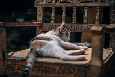 梦见一屋子猫