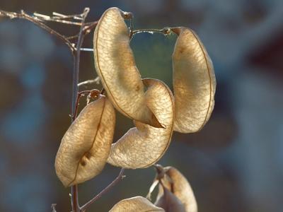 铜龙摆件风水作用，铜龙摆件放在什么位置