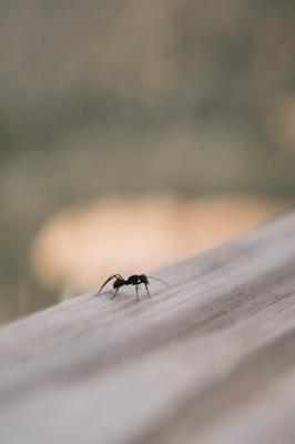 梦见蚂蚁是什么意思