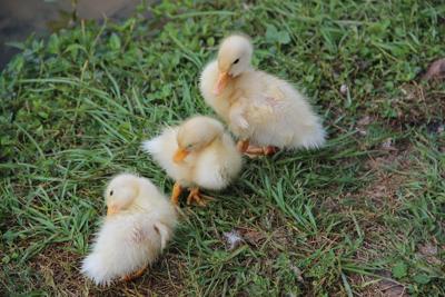 梦见一群小鸡是什么意思