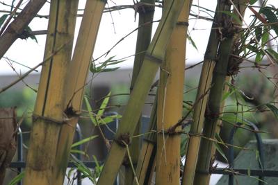 房子前面有竹子好吗？竹子最旺三个属相