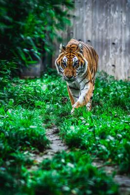 属虎的财运方向，属虎的财运方位是哪个方向