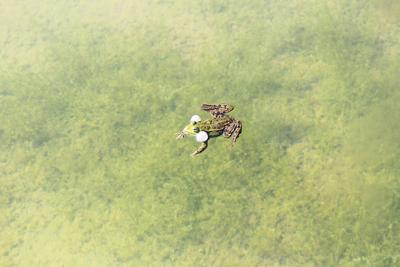 梦到乌龟在水里游