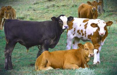 属牛的属相不合，属牛的和那些属相不合