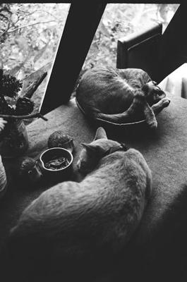 梦见和朋友吃面条