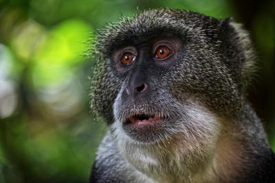 属猴的今年运势和财运怎么样，属猴人2023年生肖运势财运解析