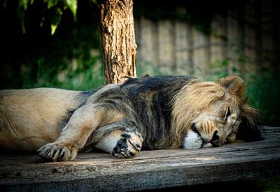 梦到狮子老虎预示着什么
