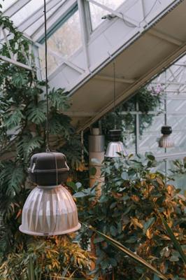 一楼带院旺宅的植物有哪些最好，一楼带院子风水十大禁忌