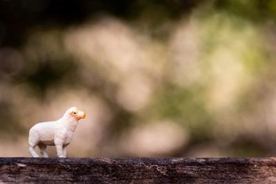 生肖鸡性格特点，生肖鸡好运与成功机会解析