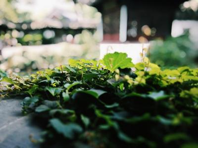 梦见院子里长了好多绿色的小白菜