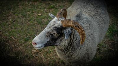 属羊跟属蛇的相配吗，属羊属蛇性格特点及搭配建议