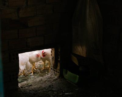 梦见孵鸡是什么预兆