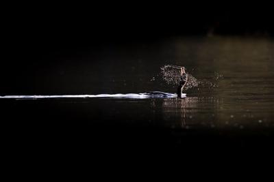 黑锦鲤的风水作用，黑锦鲤有什么寓意