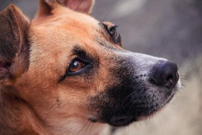 属狗人性格特征，属狗的人性格一般是什么样的？