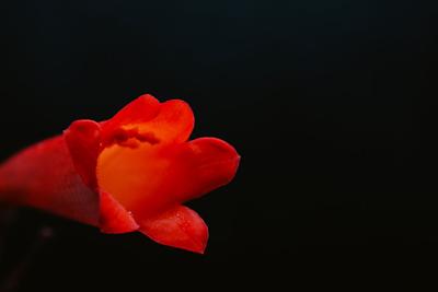 梦见大红花的寓意