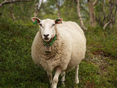 属羊白羊座女生的性格特点，属羊白羊座女生的运势分析