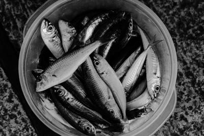 家里养鱼一般养几条为好，家里养鱼数量与风水运势的关系