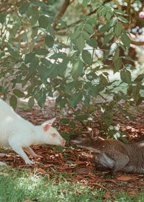 1984年2月属鼠是什么命，1984年2月出生属鼠命运解析