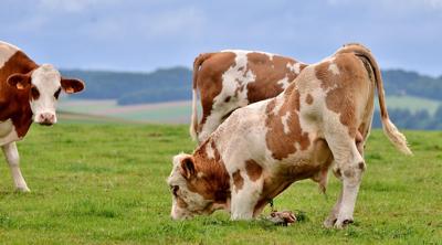 属狗男与属牛女相配吗？生肖配对是否最适合彼此