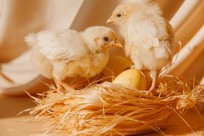 爸爸属马妈妈属鸡适合生个属什么的小孩吗