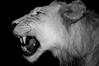 能把狮子座吃得死死的星座，能降服狮子座的星座