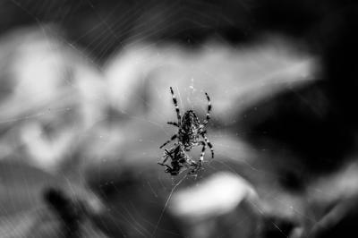 梦见吃黑色的大蜘蛛