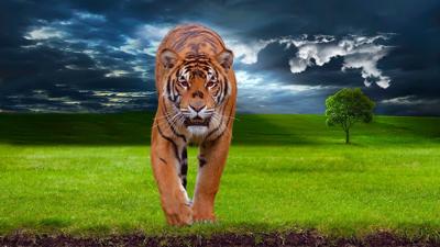 属虎的未来发展，属虎人未来五年运势情况齐了解