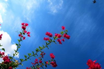 蓬莱松开花是什么兆头，蓬莱松开花的风水与周易解读