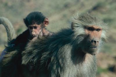 1992年属猴的是什么命五行属什么，运势解析