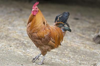 属鸡男喜欢的女生，属鸡男喜欢女生撒娇吗