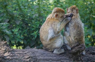 属虎属猴适合做夫妻吗，属虎属猴做夫妻怎么办