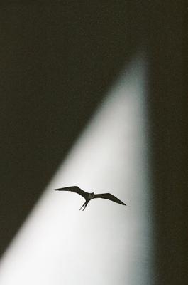 梦见乌鸦的含义