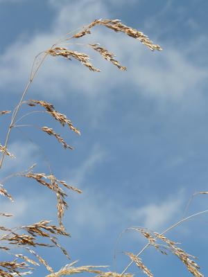 花的摆放风水位置，根据五行相生相克提升运势