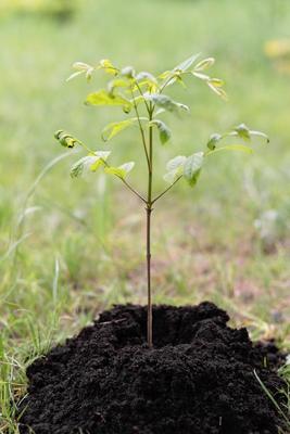 香樟树种植在袓坟地好吗，风水师推荐的种树吉日及五行平衡建议