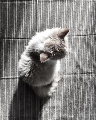 给猫咪起名字，给猫咪起名字萌一点的灰白