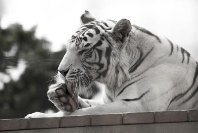 属虎的与什么属相相合，属虎属相相配原则及搭配建议