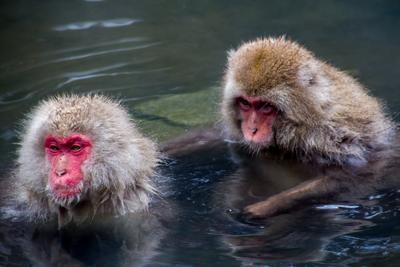 属鸡和猴相配吗，属鸡和猴的属相合不合