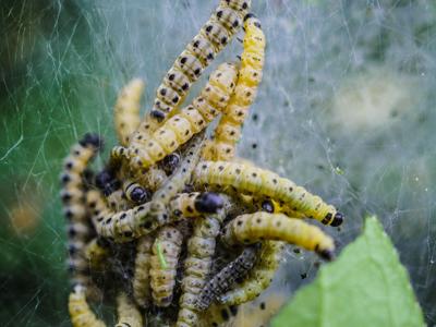 梦见家里一大堆蜈蚣什么意思周公解梦