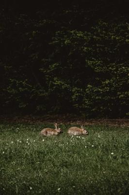 属虎和属兔适合做夫妻吗，属虎和属兔相配做夫妻好不好？