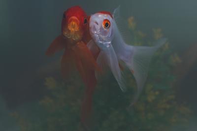 双鱼与什么星座最配，双鱼和摩羯适合在一起吗