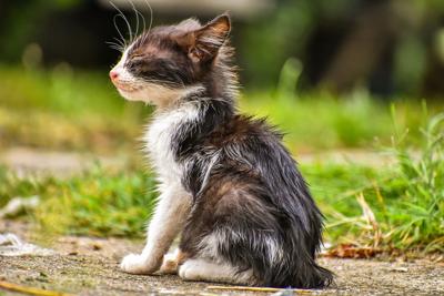 养猫对风水的影响，养猫对家里风水好或坏有啥影响