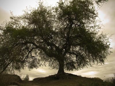 龙血树与发财树哪个风水好，风水大师推荐的植物选择