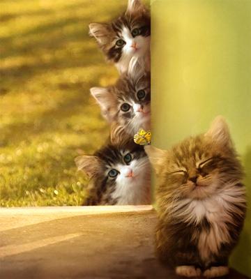 100个好听到爆的猫咪名字，好听到爆的猫咪名字男